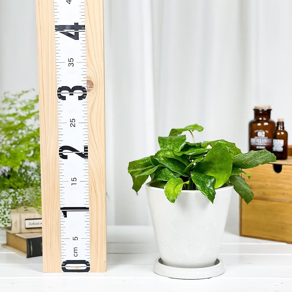 PLANCHU 観葉植物 カラテア ムサイカ 5号樹脂鉢 ホワイト サスティー付き 受け皿付き 育て方説明書付き Calathea musaica モザイク