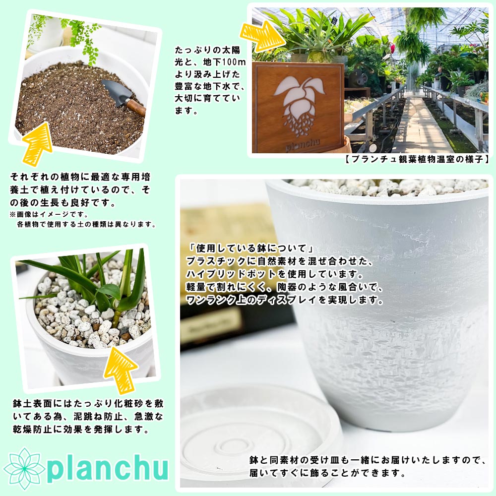 PLANCHU 観葉植物 カラテア ムサイカ 5号樹脂鉢 ホワイト サスティー付き 受け皿付き 育て方説明書付き Calathea musaica モザイク