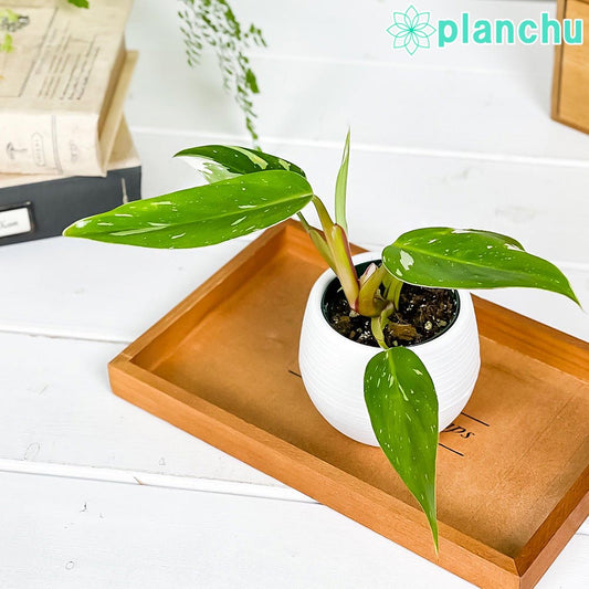 PLANCHU 観葉植物 フィロデンドロン ホワイトプリンセス 3号丸鉢 受け皿付き 育て方説明書付き Philodendron ‘White Princess’ アロイド