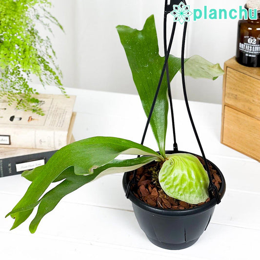 PLANCHU 観葉植物 プラティケリウム ホーンズサプライズ 5号吊り鉢 育て方説明書付き Platycerium ‘Horne's Surprise’ ビカクシダ コウモリラン シダ植物