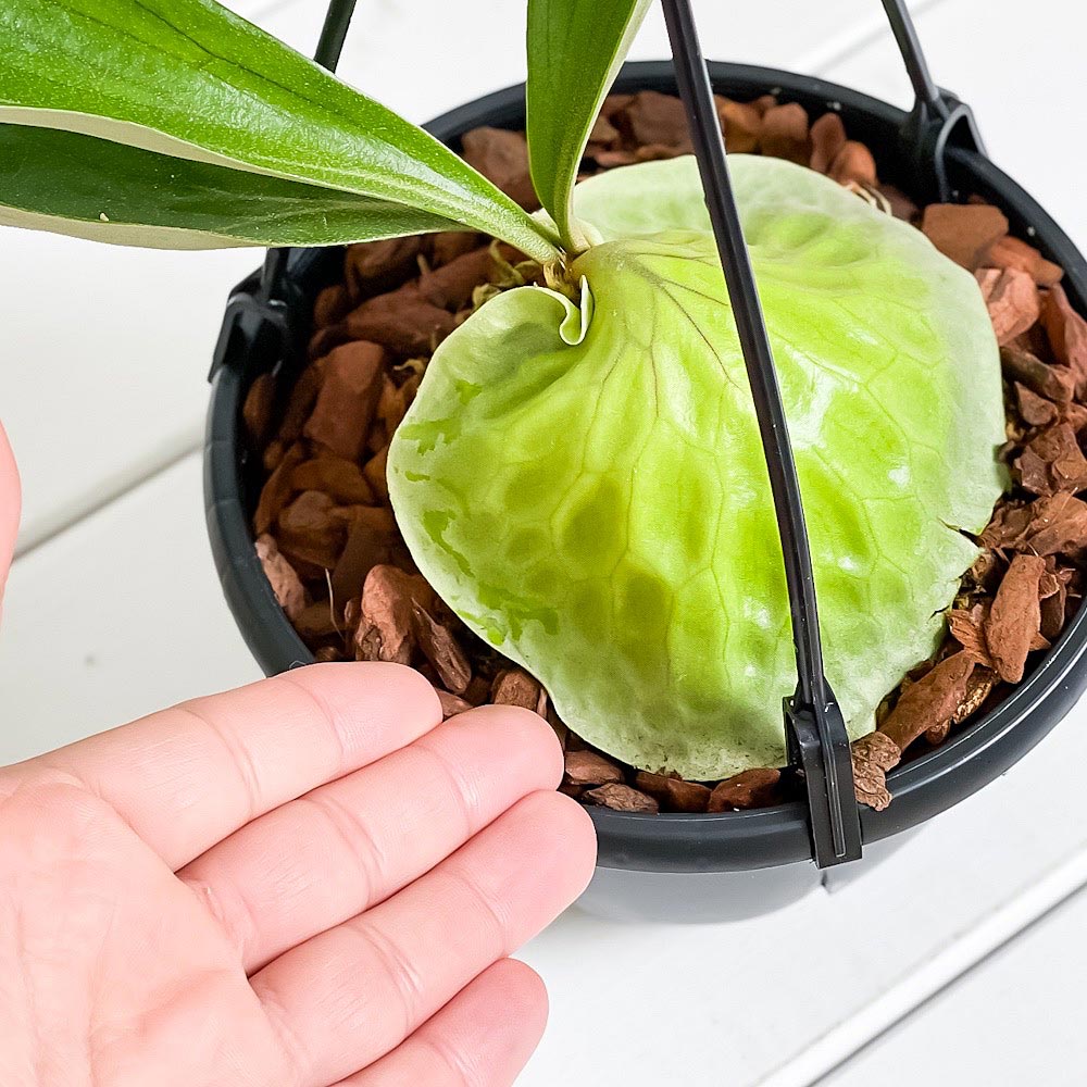 ビカクシダ ホーンサプライズ ビカクシダ ホーンズ サプライズ Platycerium 'Horne's Surprise'