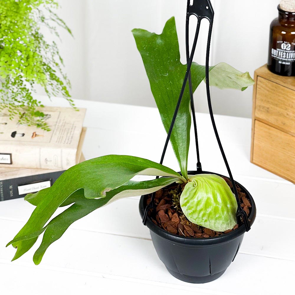 ビカクシダ ホーンズサプライズ　大株【匿名配送】 PLANCHU 観葉植物 プラティケリウム ホーンズサプライズ 5号吊り鉢