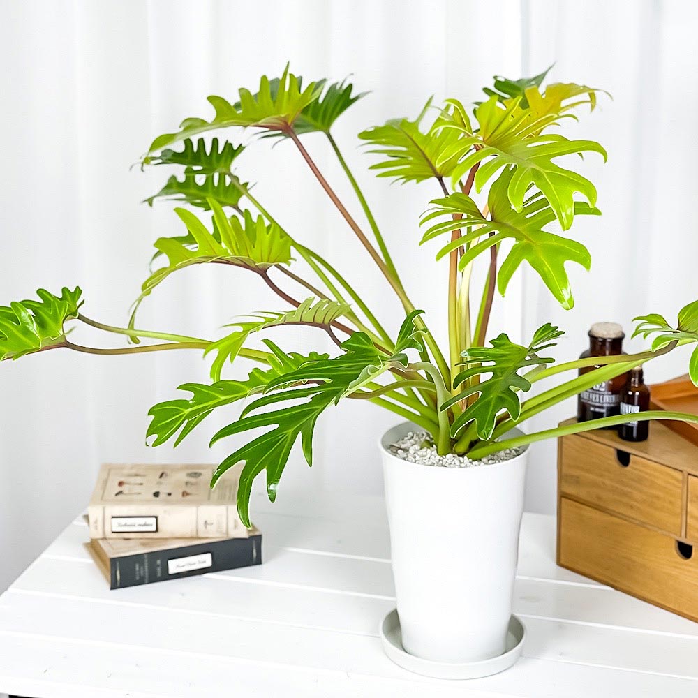 PLANCHU 観葉植物 フィロデンドロン ザナドゥ ライム 6号鉢 受け皿付き