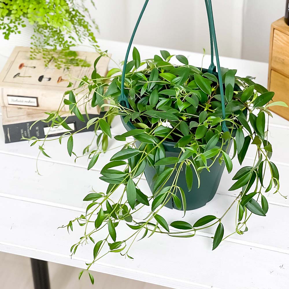 PLANCHU 観葉植物 コドナンテ クラシフォリア 6号吊り鉢 育て方説明書付き Codonanthe crassifolia エスキナンサス