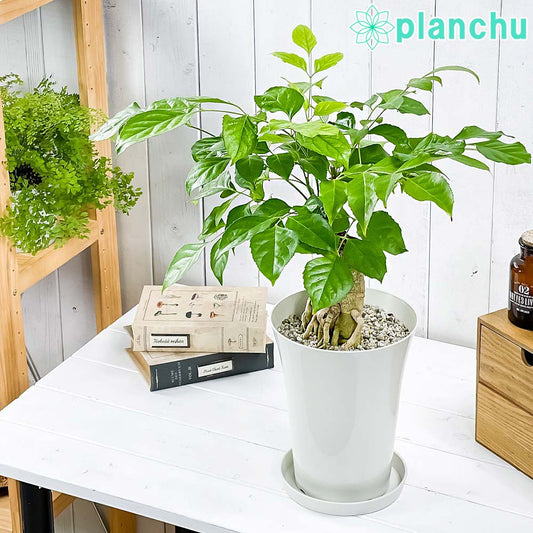 PLANCHU 観葉植物 ヘテロパナックス フラグランス 6号鉢 受け皿付き 育て方説明書付き Heteropanax fragrans