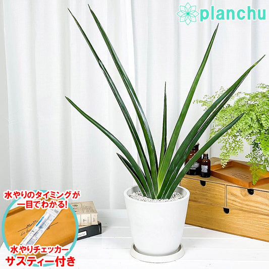 PLANCHU 観葉植物 サンセベリア カタナ 7号樹脂鉢 ホワイト サスティー付き 受け皿付き 育て方説明書付き Sansevieria ‘Katana’ サンスベリア