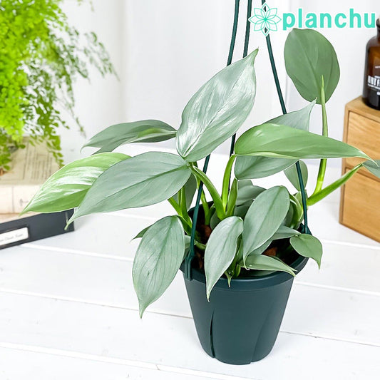 PLANCHU 観葉植物 フィロデンドロン シルバーメタル 5号吊り鉢 育て方説明書付き Philodendron imbe ‘Silver Metal’ アロイド