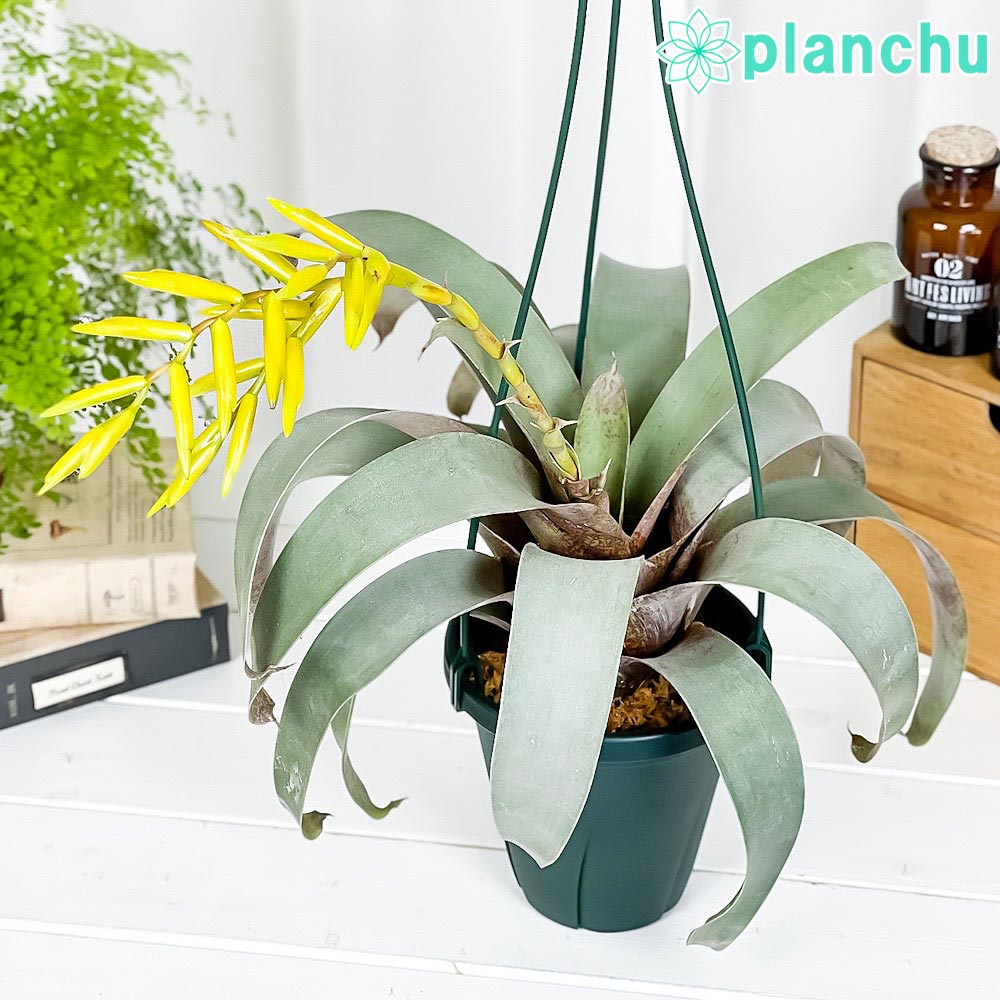 フリーセア（インコアナナス属） – 観葉植物専門店プランチュ
