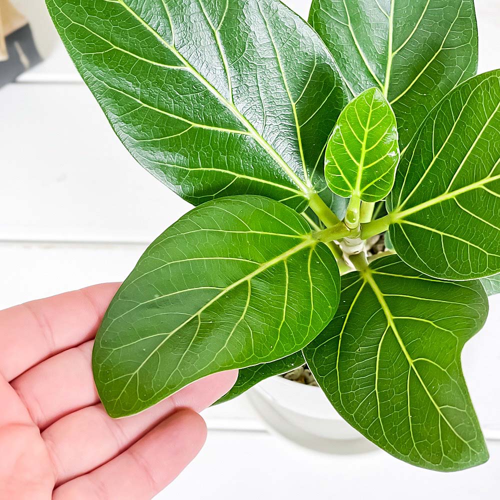 PLANCHU 観葉植物 フィカス ベンガレンシス 4号鉢 受け皿付き 育て方説明書付き Ficus benghalensis ベンガルボダイジュ ゴムノキ ゴムの木