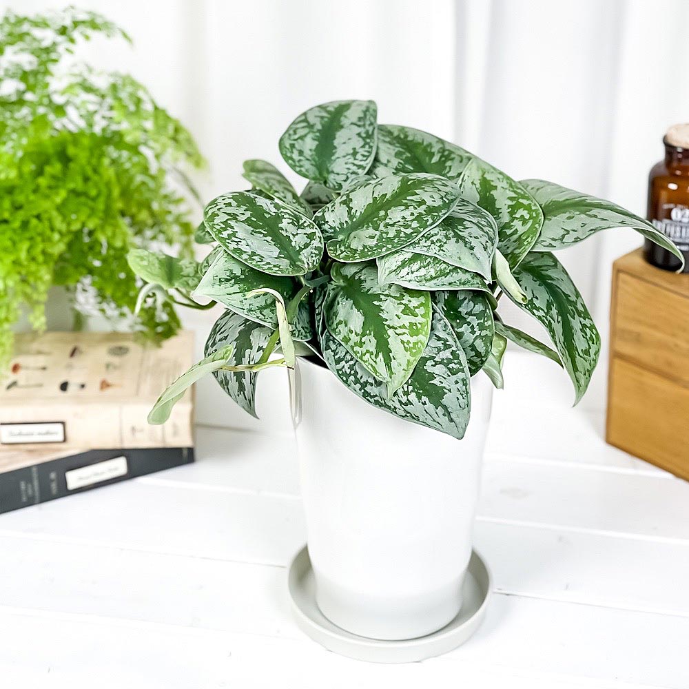 PLANCHU 観葉植物 スキンダプサス トレビー 6号鉢 受け皿付き 育て方