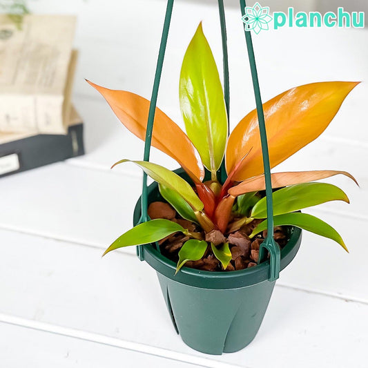 PLANCHU 観葉植物 フィロデンドロン プリンスオブオレンジ 4号吊り鉢 育て方説明書付き Philodendron ‘Prince Of Orange’ アロイド