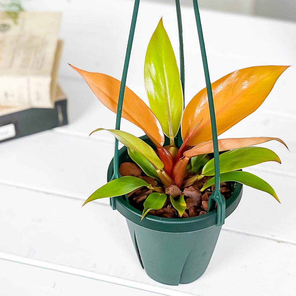 PLANCHU 観葉植物 フィロデンドロン プリンスオブオレンジ 4号吊り鉢 育て方説明書付き Philodendron ‘Prince Of Orange’ アロイド