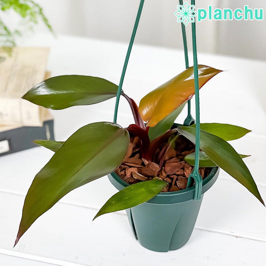 PLANCHU 観葉植物 フィロデンドロン ニューレッド 4号吊り鉢 育て方説明書付き Philodendron ‘New Red’ アロイド
