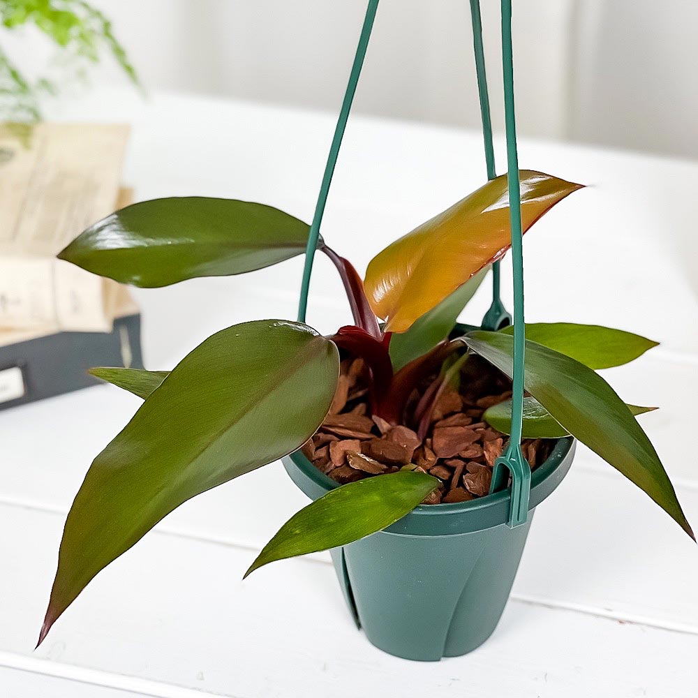 PLANCHU 観葉植物 フィロデンドロン ニューレッド 4号吊り鉢 育て方説明書付き Philodendron ‘New Red’ アロイド
