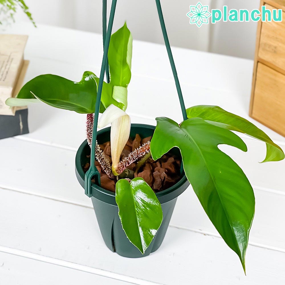 PLANCHU 観葉植物 フィロデンドロン スクアミフェルム 4号吊り鉢 育て方説明書付き Philodendron squamiferum アロイド