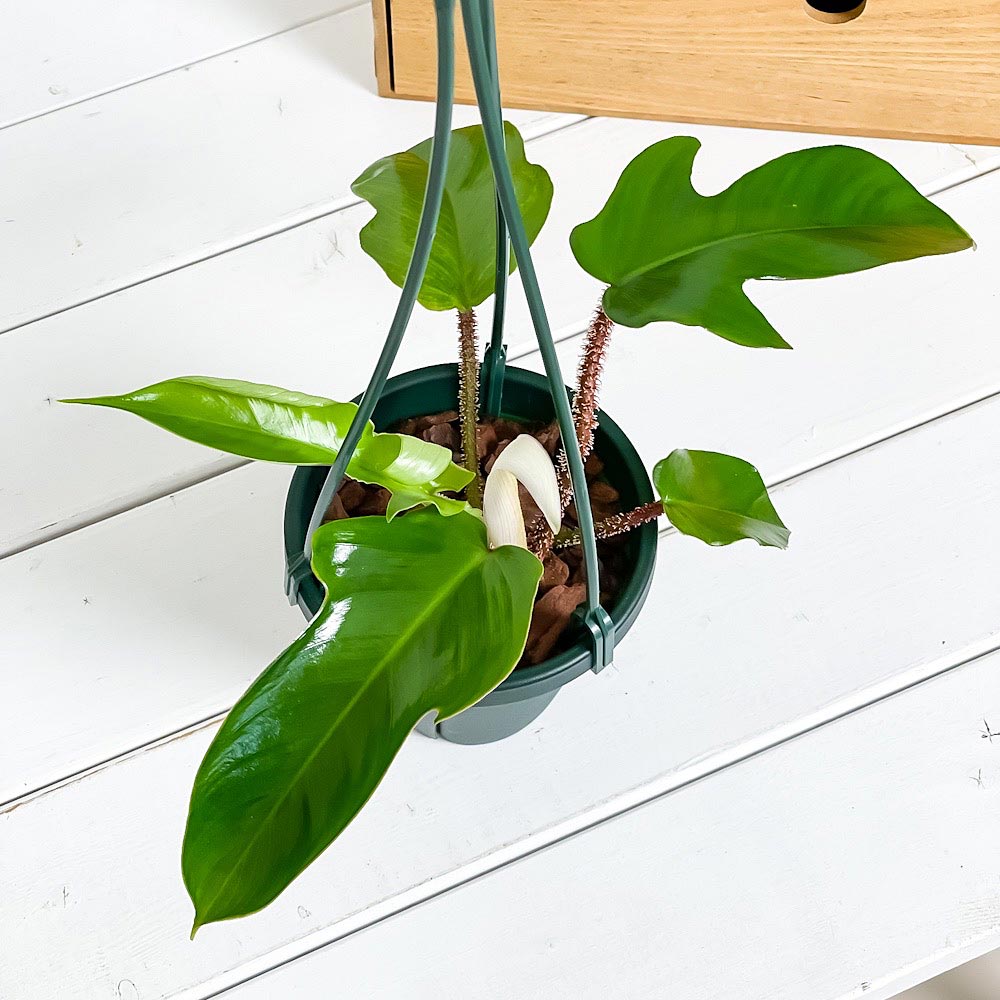 PLANCHU 観葉植物 フィロデンドロン スクアミフェルム 4号吊り鉢 育て方説明書付き Philodendron squamiferum アロイド