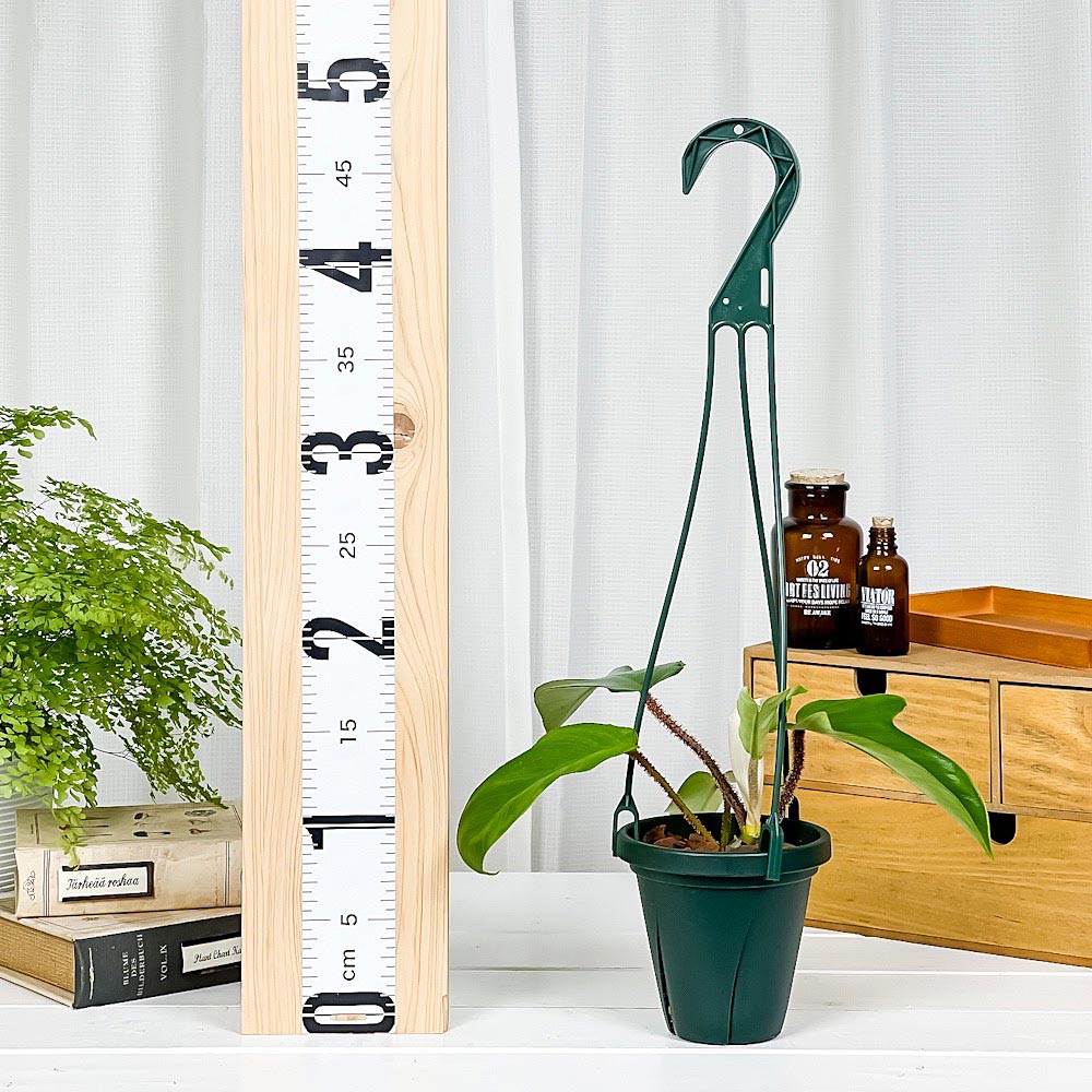 PLANCHU 観葉植物 フィロデンドロン スクアミフェルム 4号吊り鉢 育て方説明書付き Philodendron squamiferum アロイド