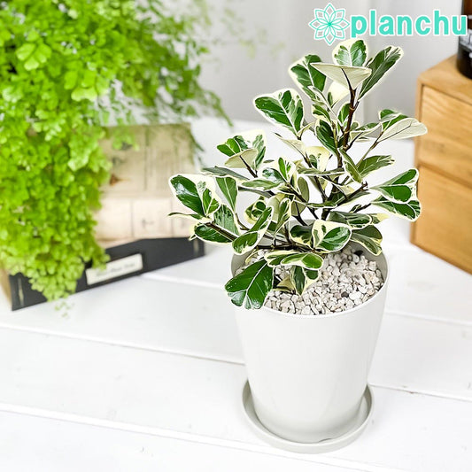 PLANCHU 観葉植物 フィカス トライアンギュラリス バリエガータ 4号鉢 受け皿付き 育て方説明書付き Ficus triangularis ‘Variegata’ ハートの木 ハートボダイジュ