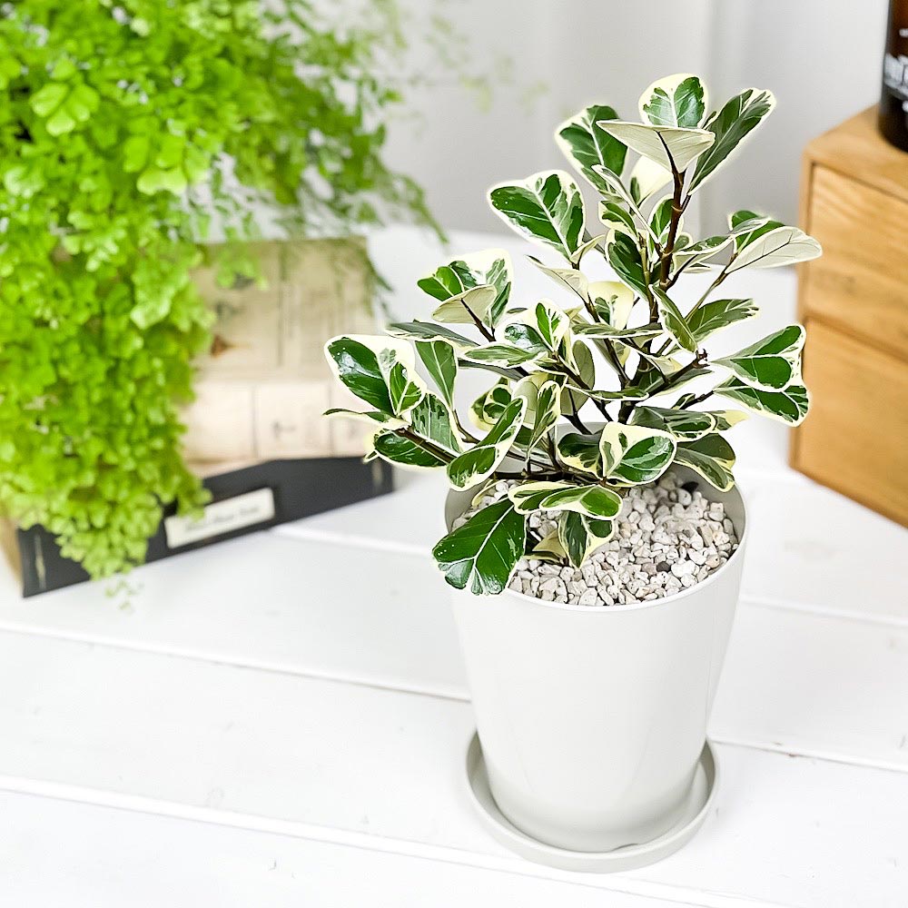 PLANCHU 観葉植物 フィカス トライアンギュラリス バリエガータ 4号鉢