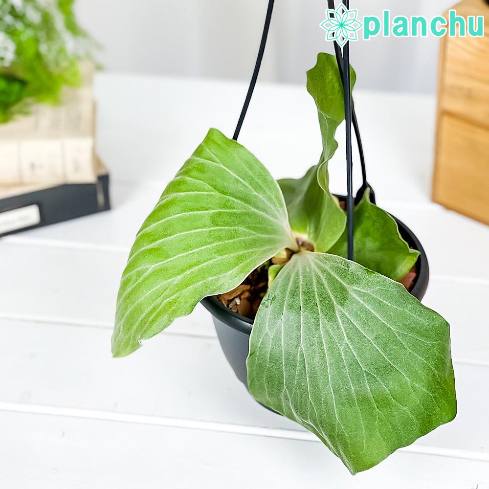 プラティケリウム（ビカクシダ属） – 観葉植物専門店プランチュ