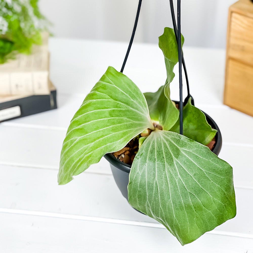 PLANCHU 観葉植物 プラティケリウム アンゴレンセ 5号吊り鉢 育て方