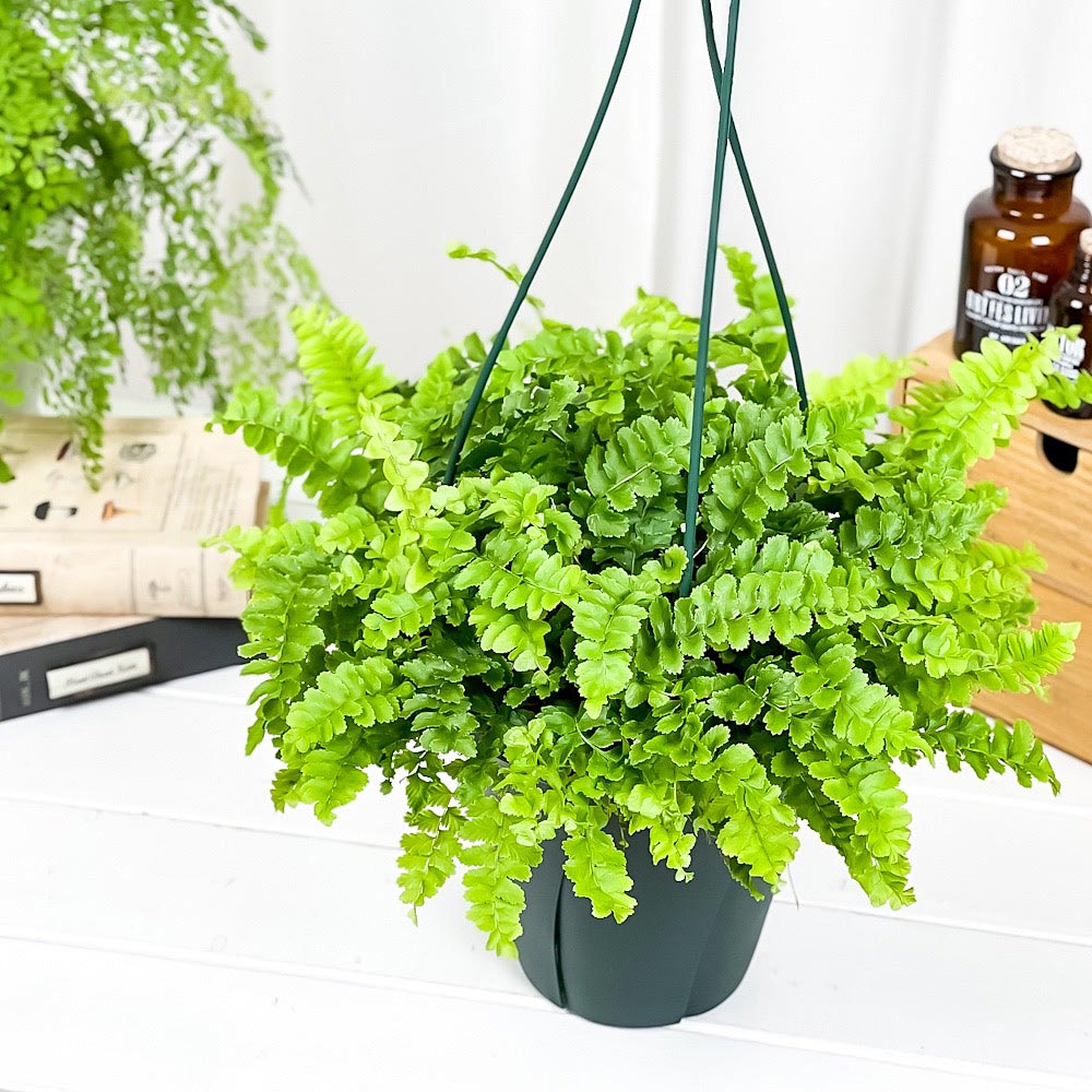 PLANCHU 観葉植物 ネフロレピス ポンポン 6号吊り鉢 育て方説明書付き Nephrolepis exaltata ‘Pom Pom’ ボストンファーン ボストンファン シダ植物