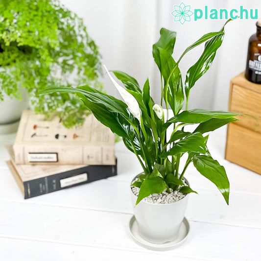 PLANCHU 観葉植物 スパティフィラム 3.5号鉢 受け皿付き 育て方説明書付き Spathiphyllum アロイド