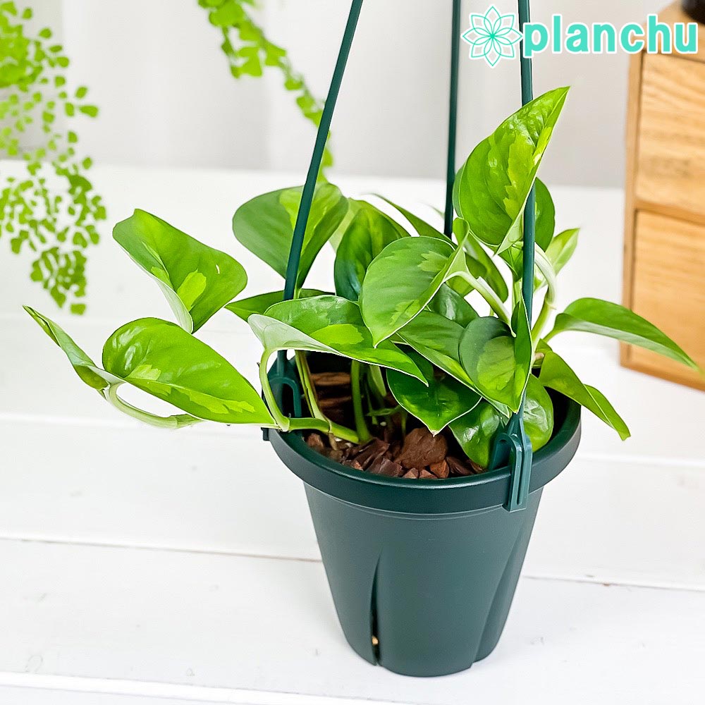 PLANCHU 観葉植物 ポトス グローバルグリーン 4号吊り鉢 育て方説明書付き PVP Epipremnum aureum ‘Global Green’  エピプレムナム アロイド