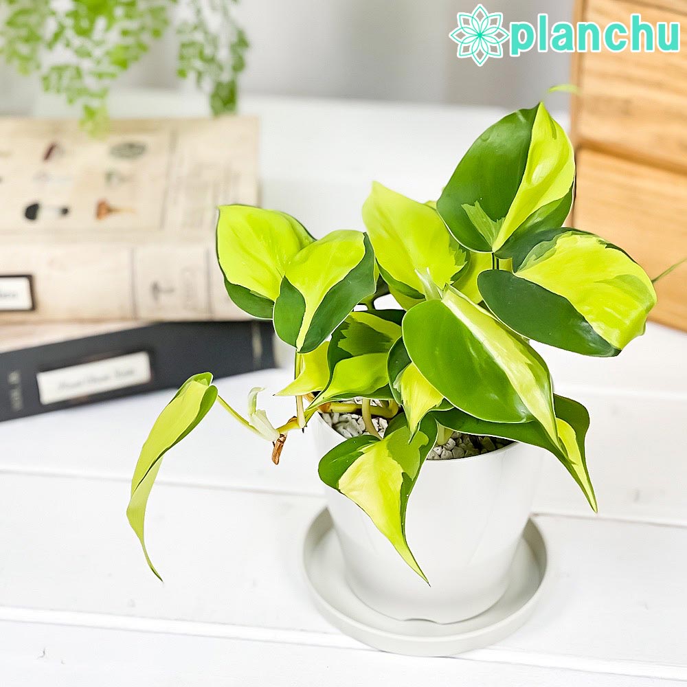 PLANCHU 観葉植物 フィロデンドロン オキシカルディウム ブラジル 3.5号鉢 受け皿付き 育て方説明書付き Philodendron oxycardium ‘Brazil’ 斑入 オキシカルジウム アロイド