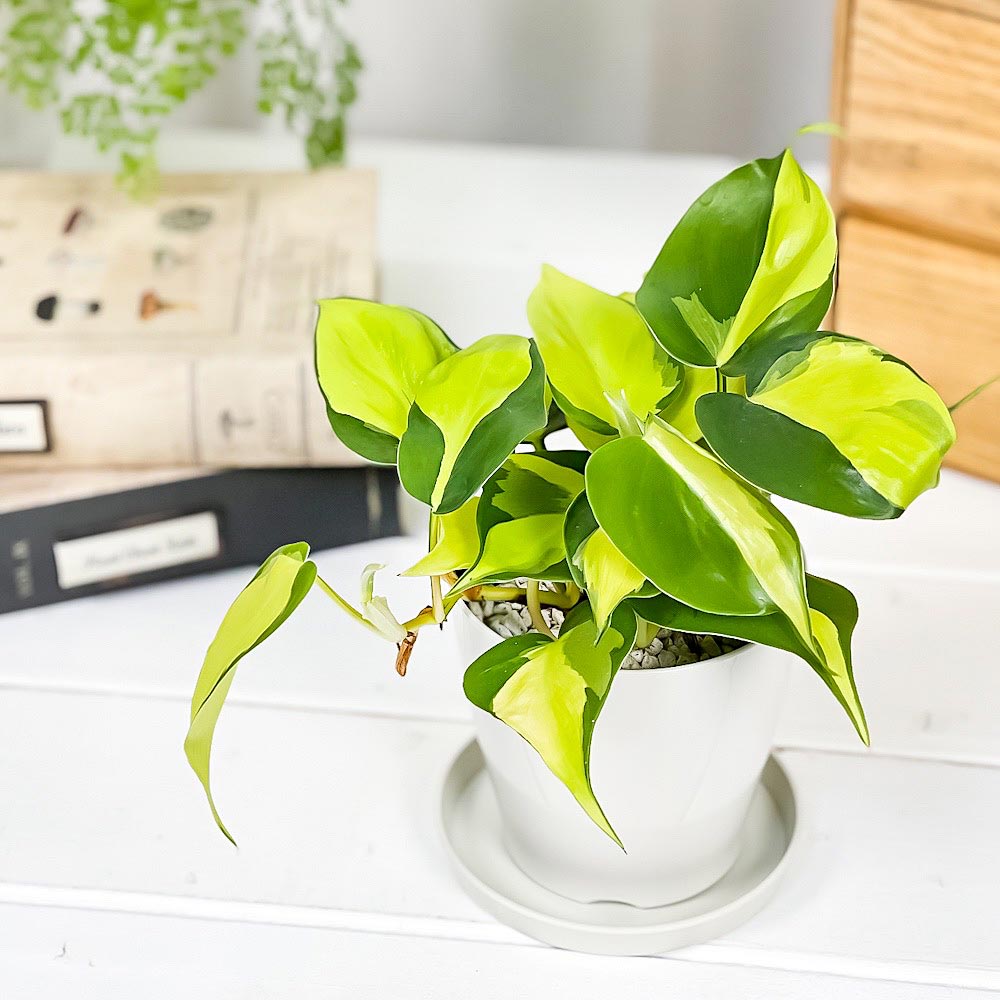 PLANCHU 観葉植物 フィロデンドロン オキシカルディウム ブラジル 3.5号鉢 受け皿付き 育て方説明書付き Philodendron oxycardium ‘Brazil’ 斑入 オキシカルジウム アロイド