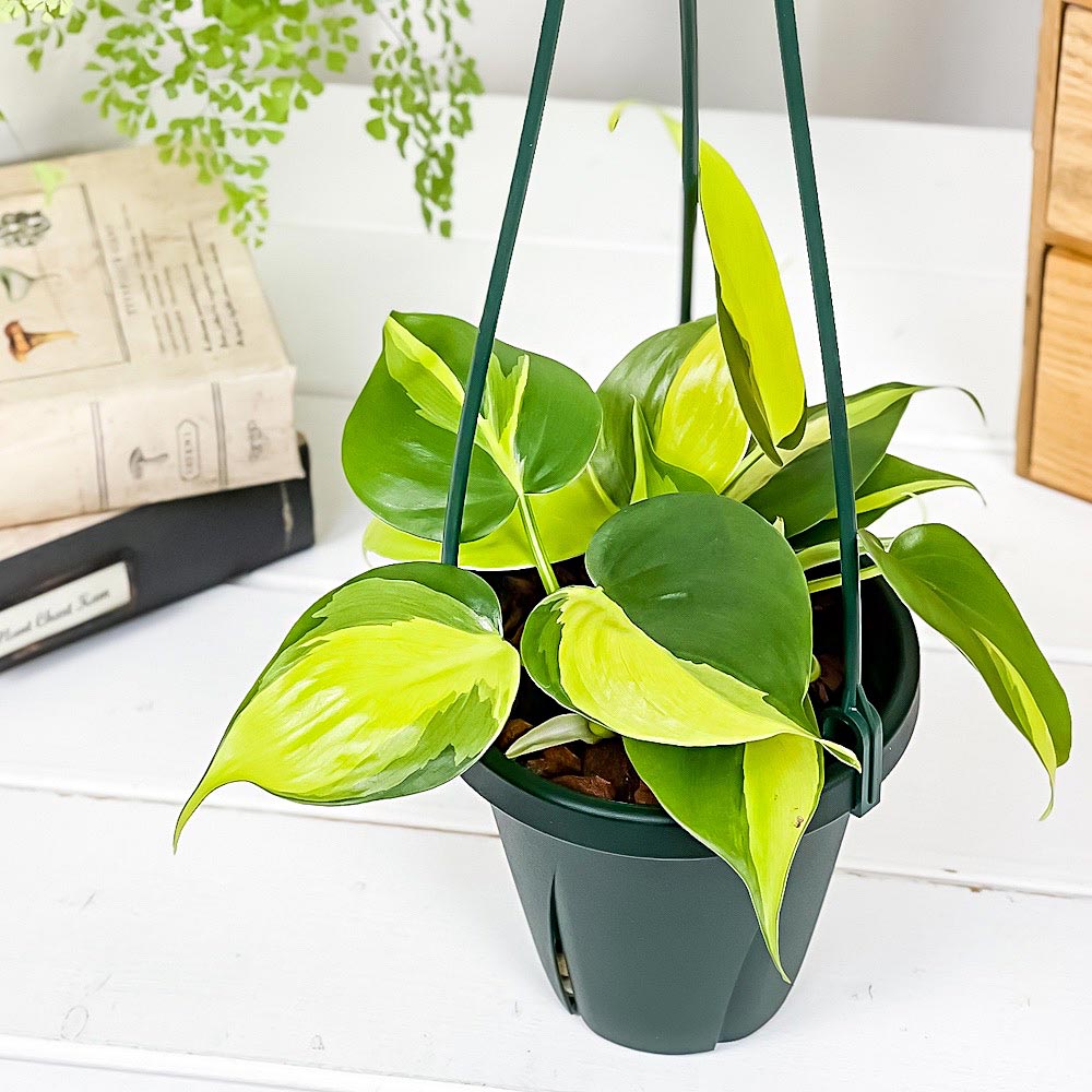 PLANCHU 観葉植物 フィロデンドロン オキシカルディウム ブラジル 4号