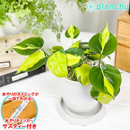 PLANCHU 観葉植物 フィロデンドロン オキシカルディウム ブラジル 4号樹脂鉢 ホワイト サスティー付き 受け皿付き 育て方説明書付き 斑入り アロイド