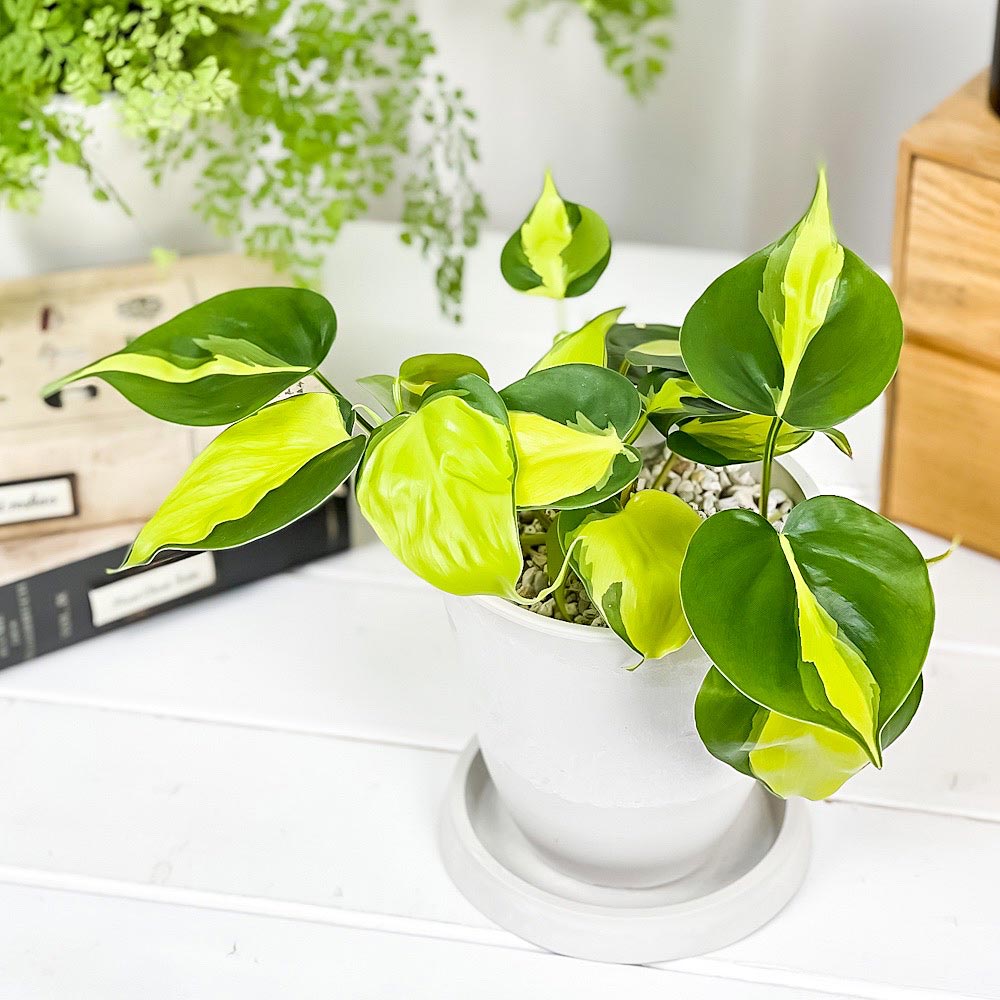 PLANCHU 観葉植物 フィロデンドロン オキシカルディウム ブラジル 4号樹脂鉢 ホワイト サスティー付き 受け皿付き 育て方説明書付き 斑入り オキシカルジウム アロイド