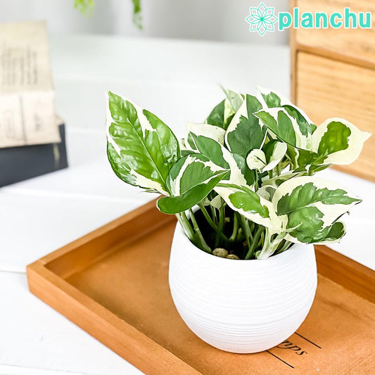 PLANCHU 観葉植物 ポトス エンジョイ 3号丸鉢 受け皿付き 育て方説明書付き PVP Epipremnum aureum ‘N'Joy’ エピプレムナム アロイド