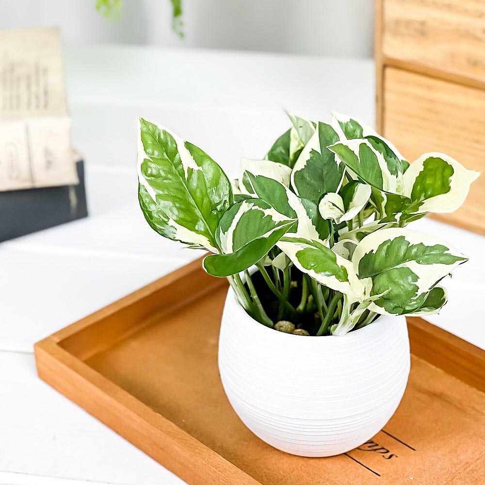 PLANCHU 観葉植物 ポトス エンジョイ 3号丸鉢 受け皿付き 育て方説明書付き PVP Epipremnum aureum ‘N'Joy’ エピプレムナム アロイド
