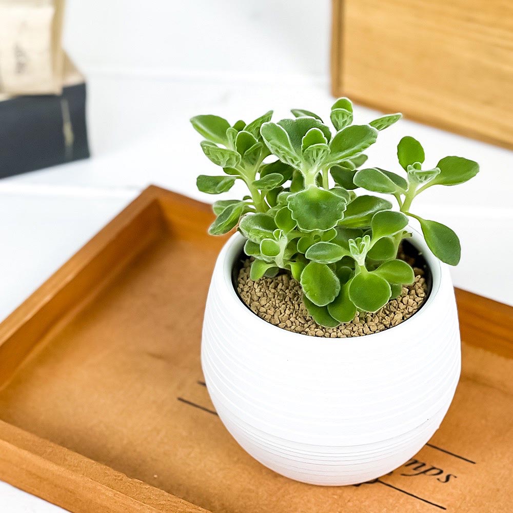 PLANCHU 観葉植物 アロマティカス 3号丸鉢 受け皿付き 育て方説明書付き Plectranthus hadiensis プレクトランサス ハーブ苗 虫除け植物