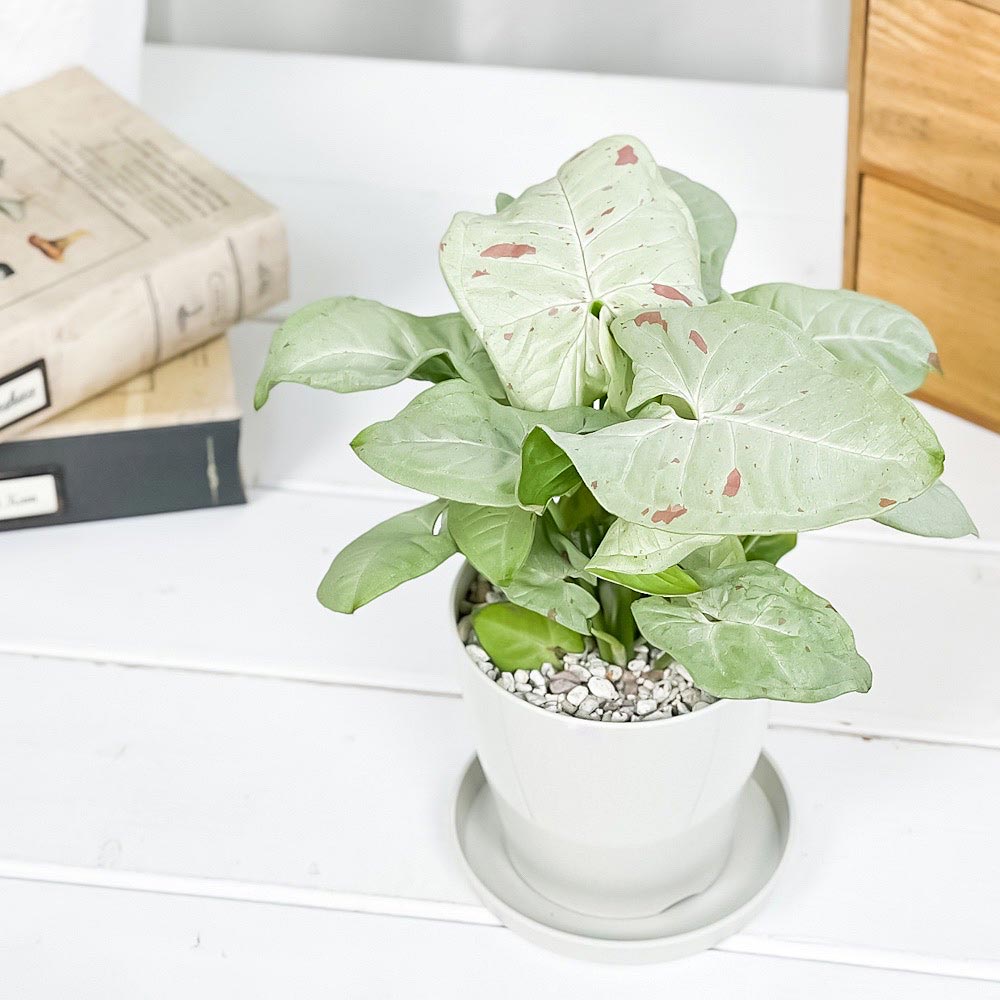 PLANCHU 観葉植物 シンゴニウム コンフェッティ 3.5号鉢 受け皿付き 育て方説明書付き Syngonium podophyllum ‘Confetti’ ダズルカラー アロイド