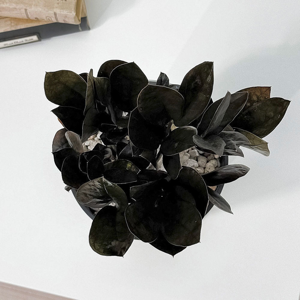 PLANCHU 観葉植物 ザミオクルカス レイブン 5号鉢 受け皿付き 育て方説明書付き PVP Zamioculcas ‘Raven’ レイヴン 金銭樹