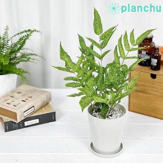 PLANCHU 観葉植物 コニオグランメ エメイエンシス ゴールデンゼブラ 4号鉢 受け皿付き 育て方説明書付き Coniogramme emeiensis ‘Golden Zebra’ シダ