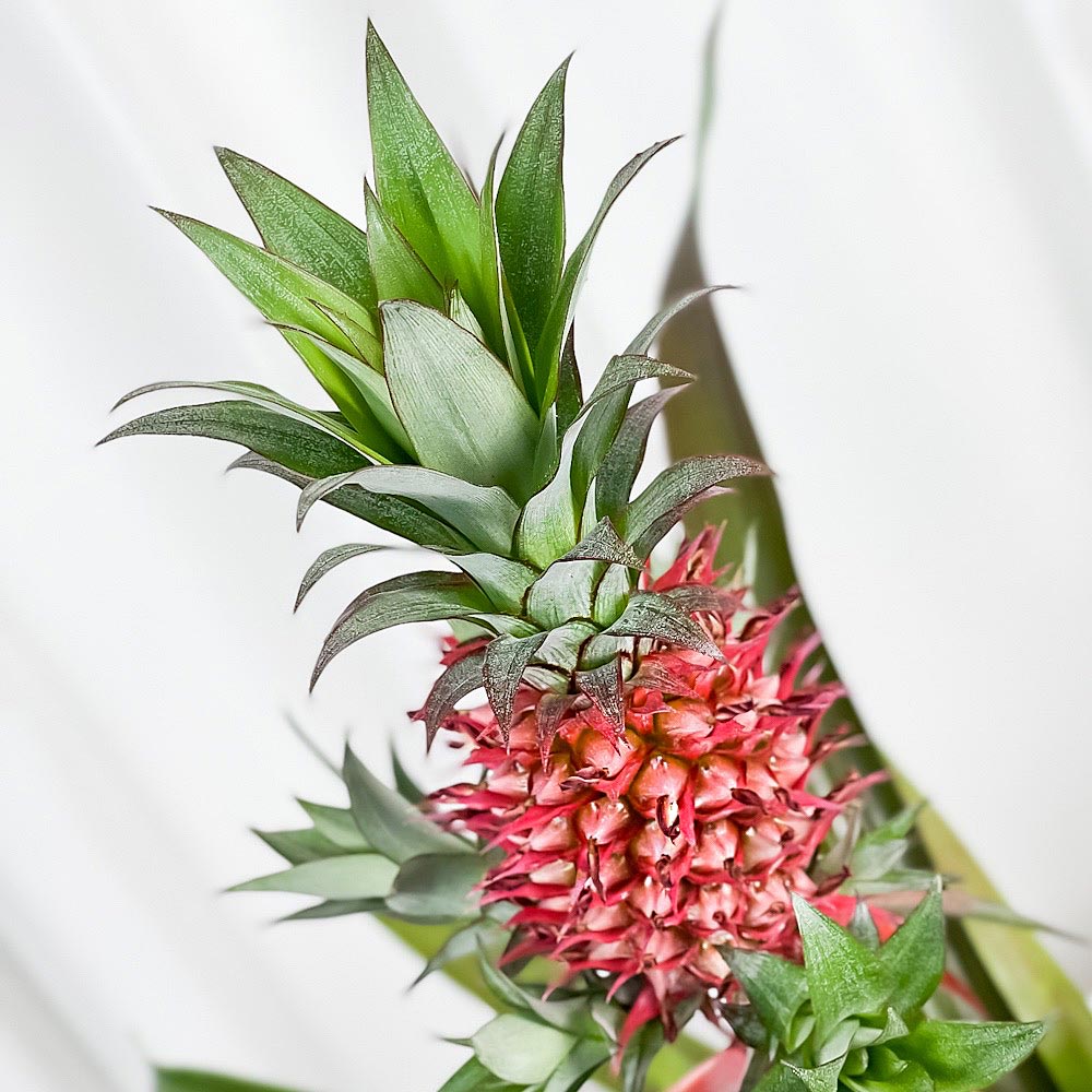 PLANCHU 観葉植物 アナナス サンゴパイン 6号鉢 受け皿付き 育て方説明書付き Ananas cv. パイナップル 花パイン ブロメリア