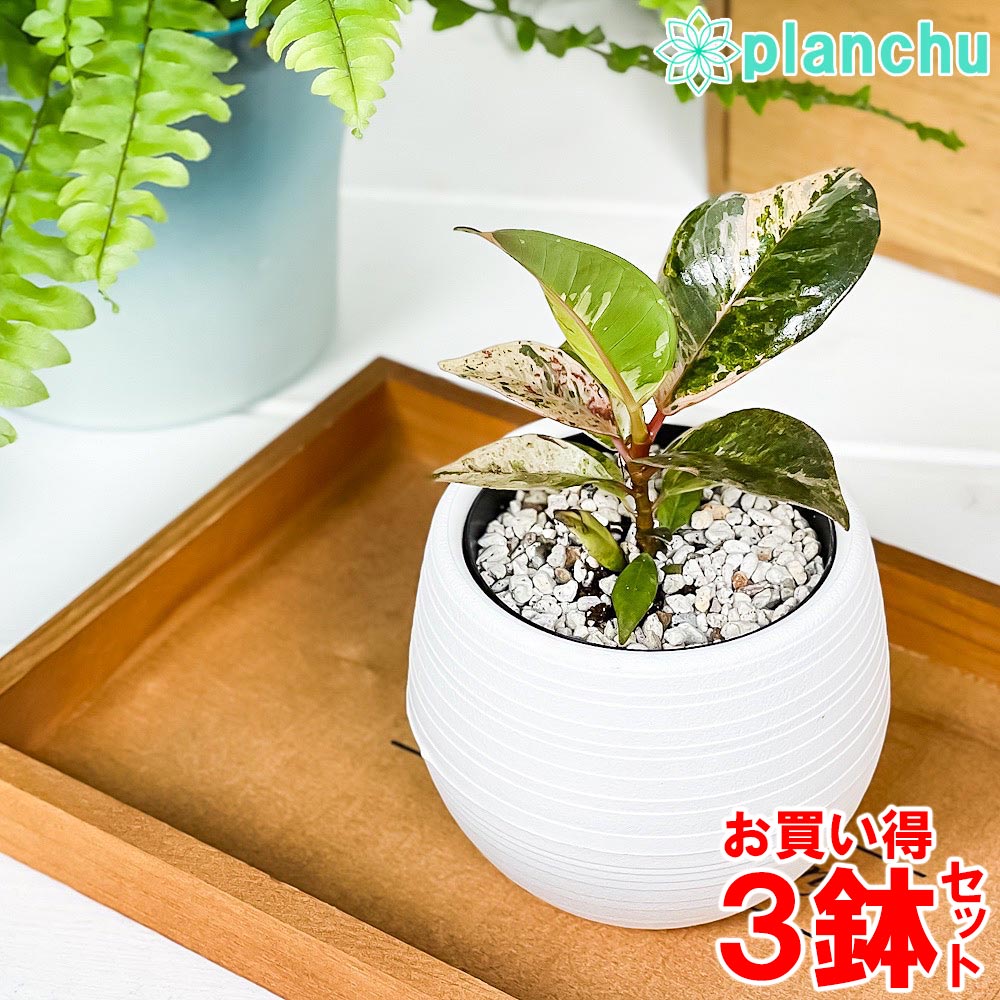 PLANCHU 観葉植物 フィカス ジン 3号丸鉢 3鉢セット 受け皿付き 育て方説明書付き Ficus elastica ‘Gin’ 斑入り レア品種