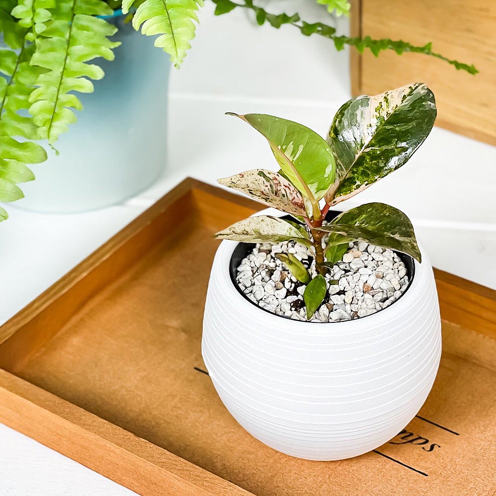 PLANCHU 観葉植物 フィカス ジン 3号丸鉢 3鉢セット 受け皿付き 育て方説明書付き Ficus elastica ‘Gin’ 斑入り レア品種