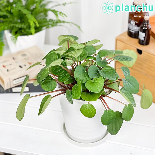 PLANCHU 観葉植物 ペペロミア ラナ 5号鉢 受け皿付き 育て方説明書付き Peperomia ‘Rana’