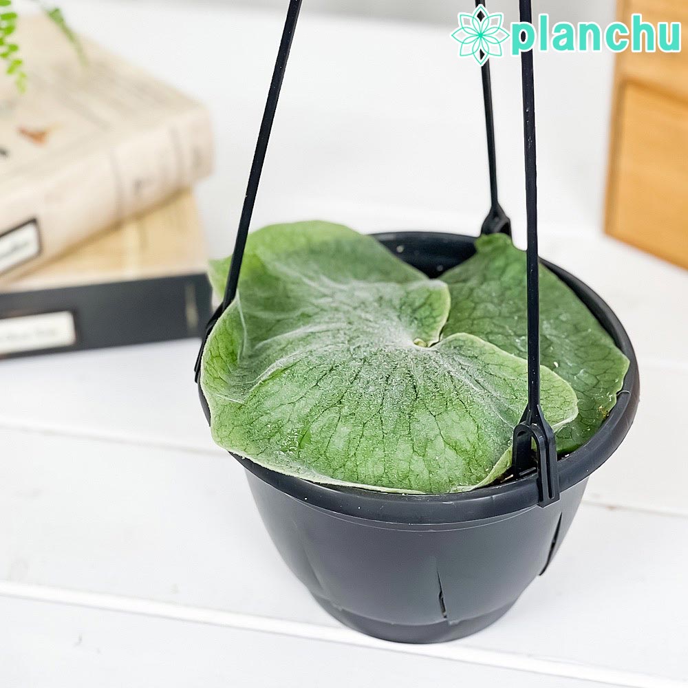 PLANCHU 観葉植物 プラティケリウム スパーバム 5号吊り鉢 育て方説明書付き Platycerium superbum ビカクシダ コウモリラン シダ植物 スーパーバム スペルブム