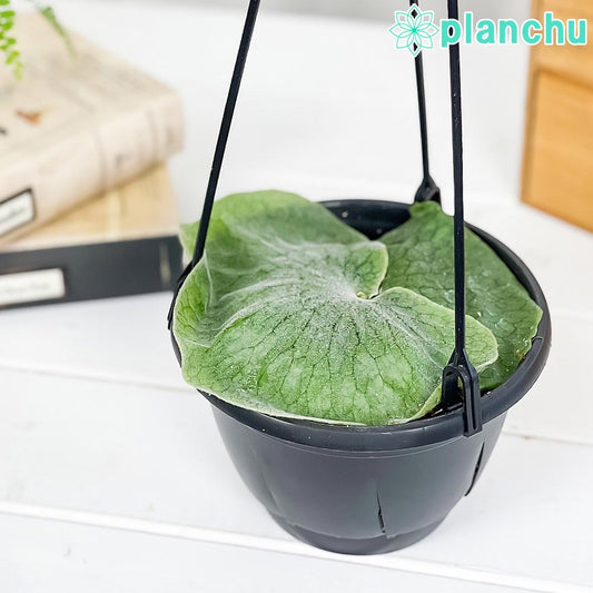 PLANCHU 観葉植物 プラティケリウム スパーバム 5号吊り鉢 育て方説明書付き Platycerium superbum ビカクシダ コウモリラン シダ植物 スーパーバム スペルブム