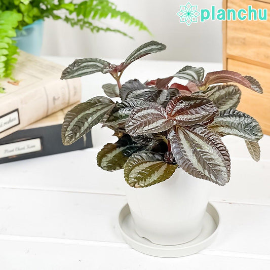 PLANCHU 観葉植物 ピレア インボルクラータ 3.5号鉢 受け皿付き 育て方説明書付き Pilea involucrata