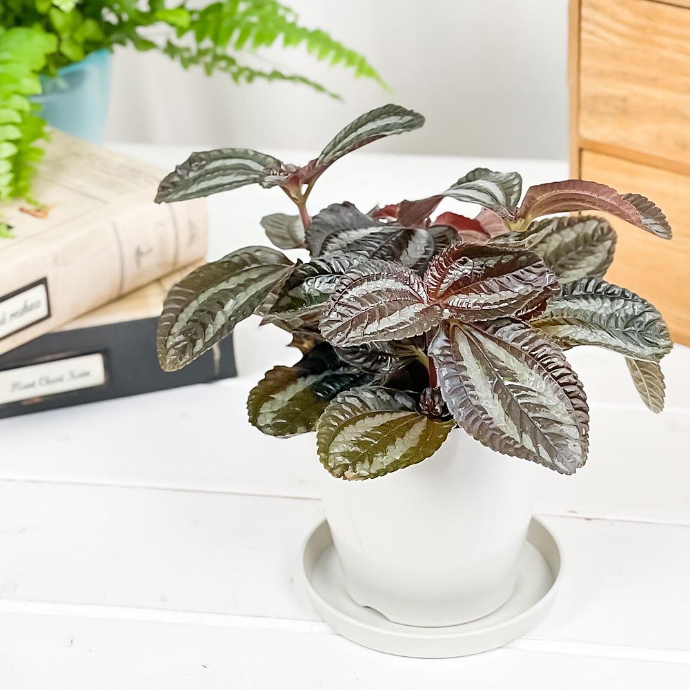 PLANCHU 観葉植物 ピレア インボルクラータ 3.5号鉢 受け皿付き 育て方説明書付き Pilea involucrata