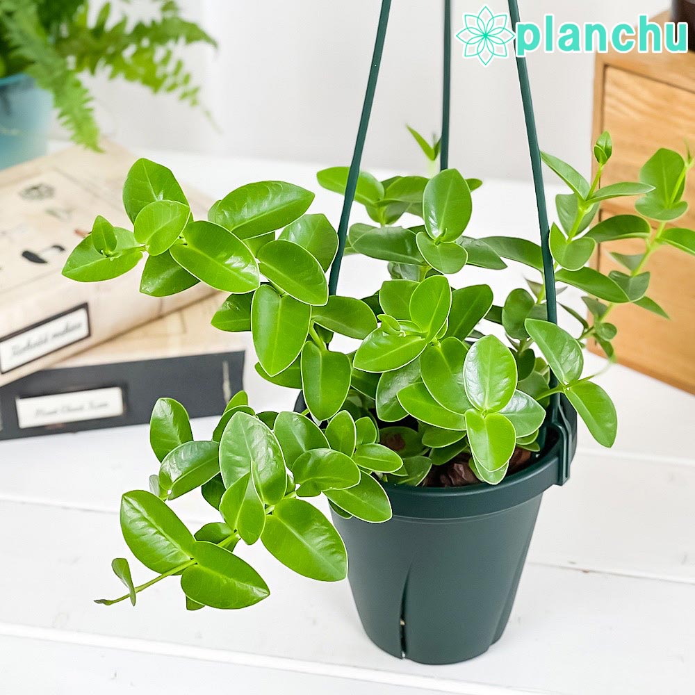 ホヤ（サクララン属） – 観葉植物専門店プランチュ