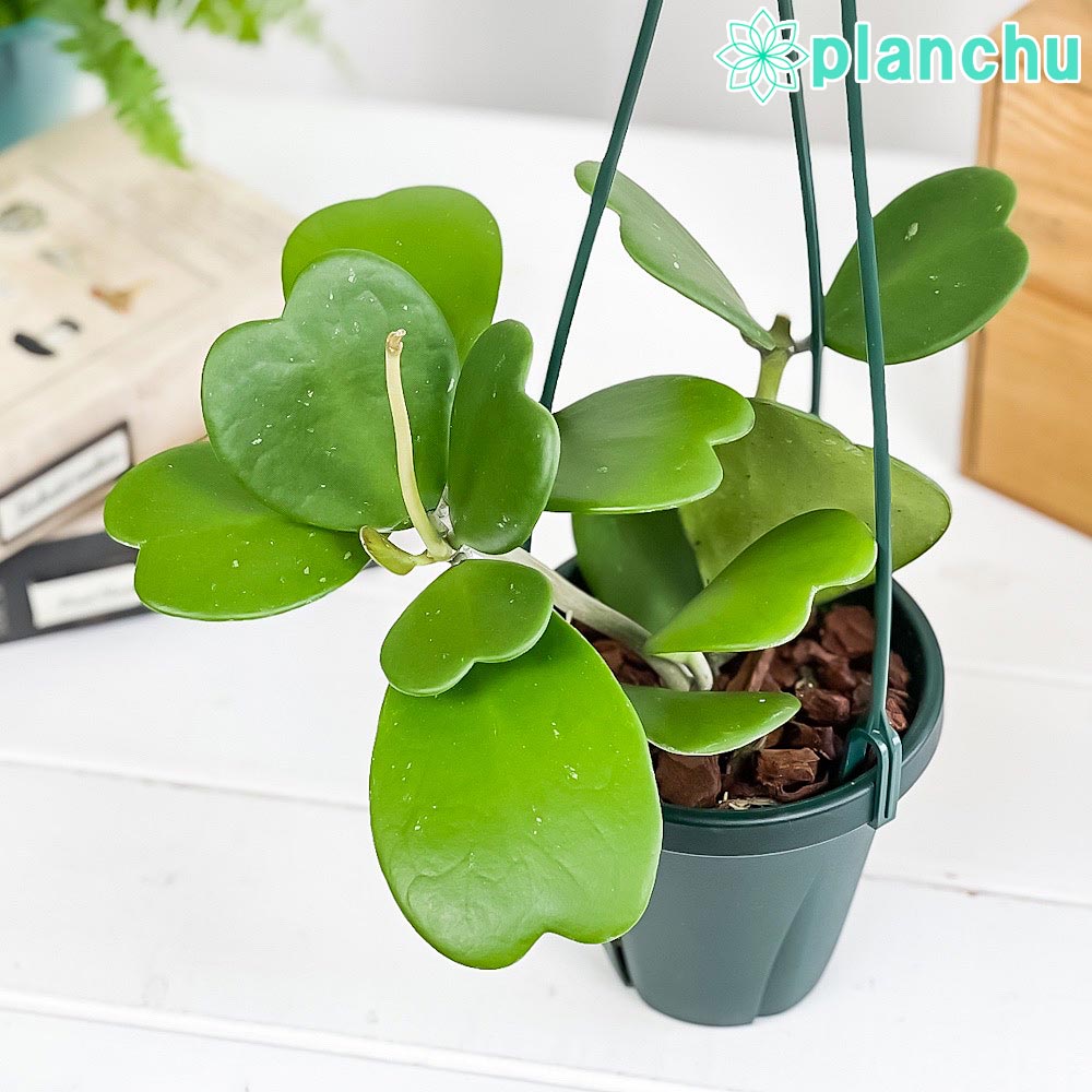 ホヤ（サクララン属） – 観葉植物専門店プランチュ