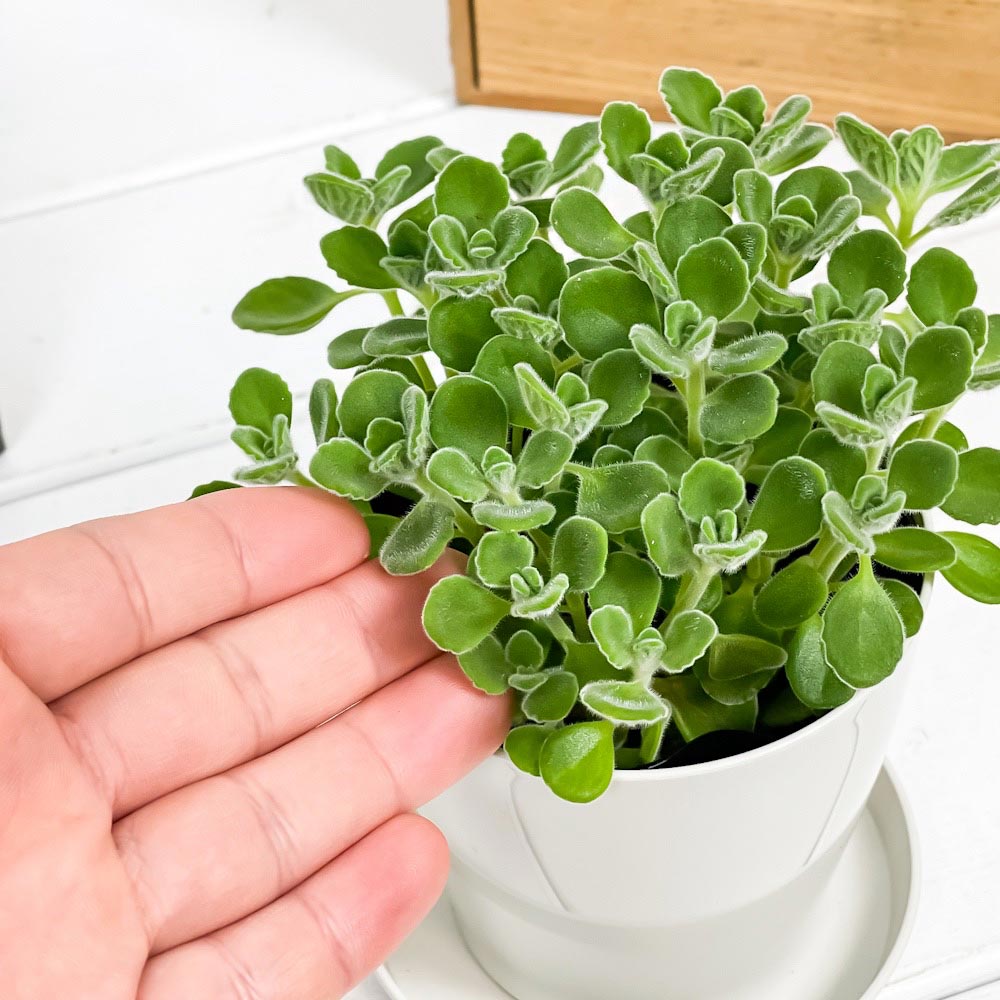 PLANCHU 観葉植物 アロマティカス 3.5号鉢 受け皿付き 育て方説明書付き Plectranthus hadiensis プレクトランサス ハーブ苗 虫除け植物